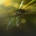 Todos nós nascemos com medo de aranhas e cobras, segundo estudo