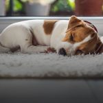 Viver experiências negativas impactam no sono de cachorros