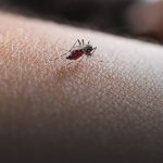Saiba mais sobre a febre amarela